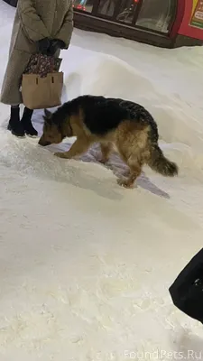 Видели собаку. Похожа на овчар...