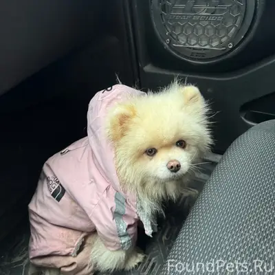 Найдена собака, бежала со стор...