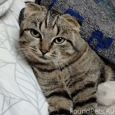 Пропал вислоухий полосатый кот...