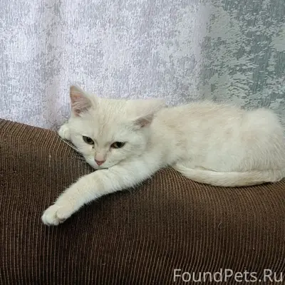 ПРОПАЛ КОТЁНОК В СЗМ БЕЛЫЙ С.....