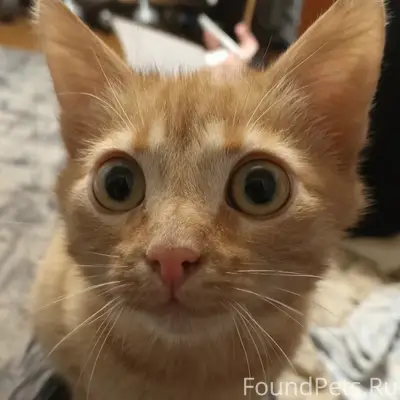 Пропал котёнок по адресу просп...