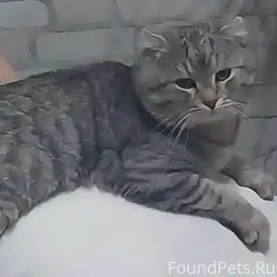 Пропал кот в районе улицы Октя...