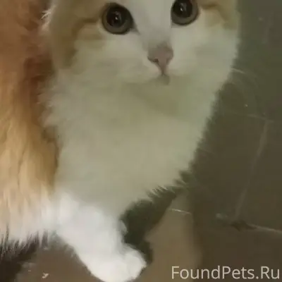 Здравствуйте, найдена кошка ил...
