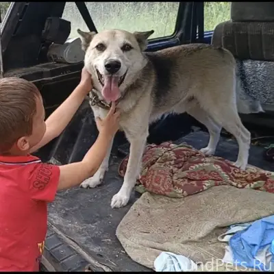 Здравствуйте. Убежал пёс, клич...