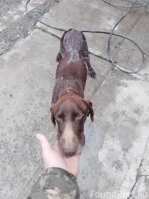 Найден 11 февраля в районе стр...