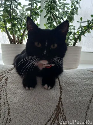 Пропала кошка Маруся,может кто...