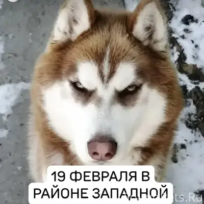 ⚠️ СРОЧНЫЙ ПОИСК СОБАКИ! ⚠️ Др...