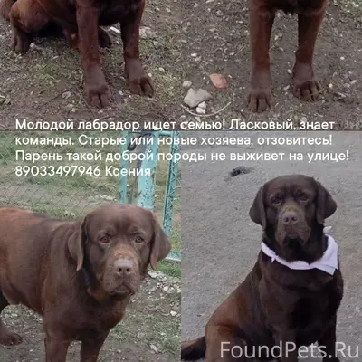 Найден лабрадор на Трусово, ра...