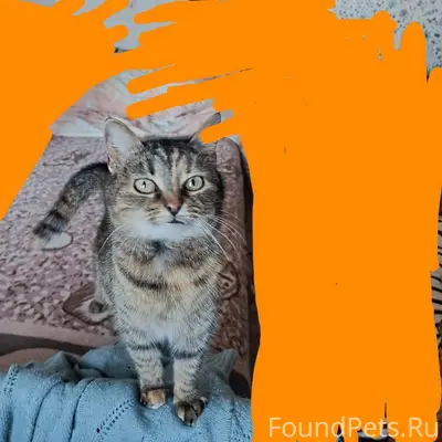 Здравствуйте! Пропала кошка, н...