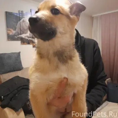 🆘🆘Найден щенок!!! ❗️Девочка.❗️...