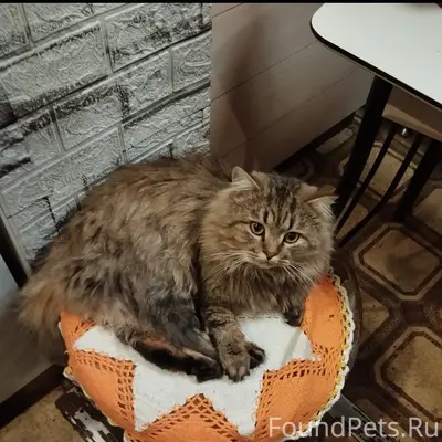 ПРОПАЛ КОТ!!!!! Ушел гулять 10...