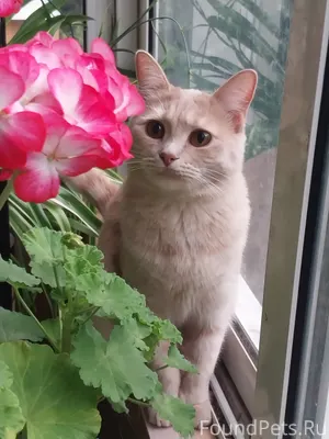 Москва Пропала кошка ❗ Сегодня...