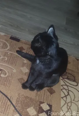 Улан-Удэ Потерялся кот.Откикае...