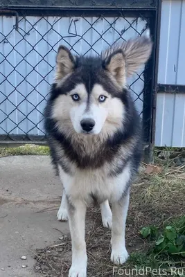 ❗️ВНИМАНИЕ❗️ Потерялся пёс! Ма...