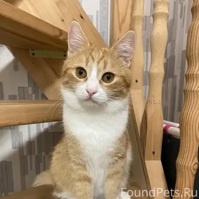 ‼️Пропал рыжий кот! Потерялся ...