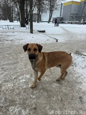 Разметелево Сегодня днем появи...