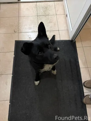 Найдена собака на Тополиной ал...