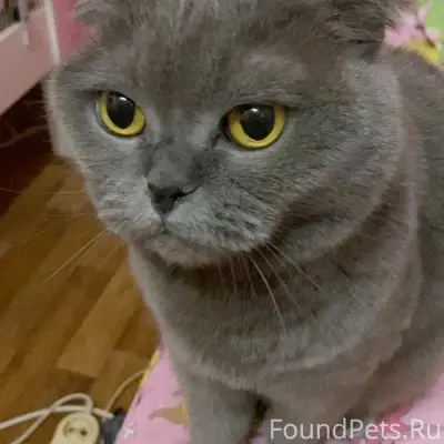 Пропала кошка по кличке Соня. ...