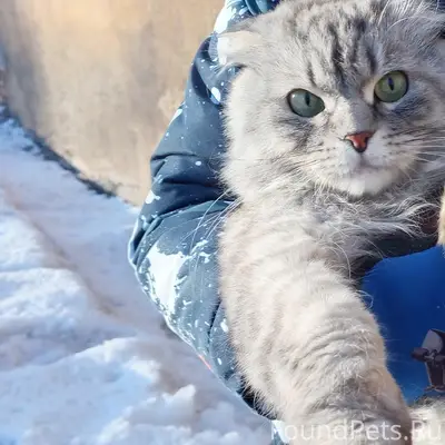 Пропал кот был в подъезде г...