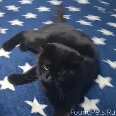 Пропал кот возле магазина Заре...