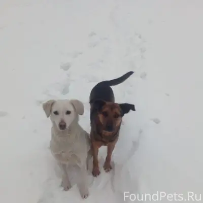 🚨🚨🚨 Воронеж! Пропали собаки, ж...