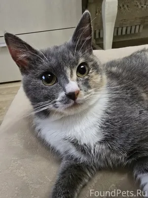 Пропала кошечка в северном мик...