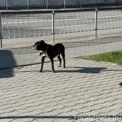 СРОЧНО! ЧЬЯ СОБАКА В ОШЕЙНИКЕ ...