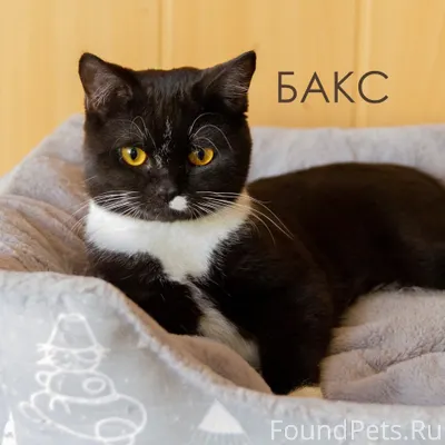 Кот Бакс, возраст примерно 1 г...