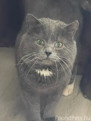Найден породистый кот! В ночь ...