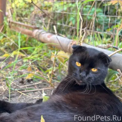 Пропал кот, с 12.02 неизвестно...