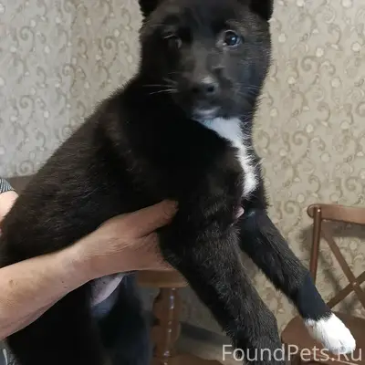 Найден щенок 1.5 недели назад....