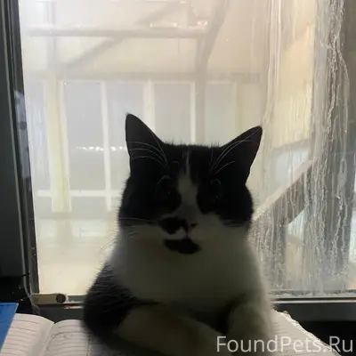 Пропал кот 🐈⬛ в районе Ледово...