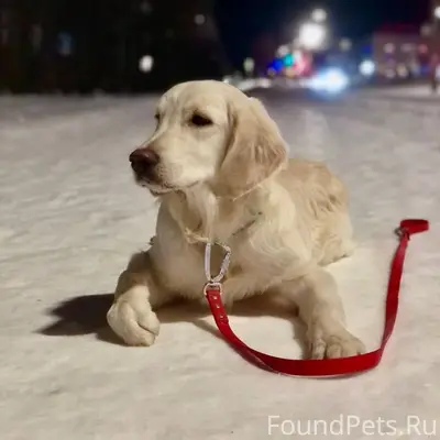 Потерялся щенок. Убежал. В рай...