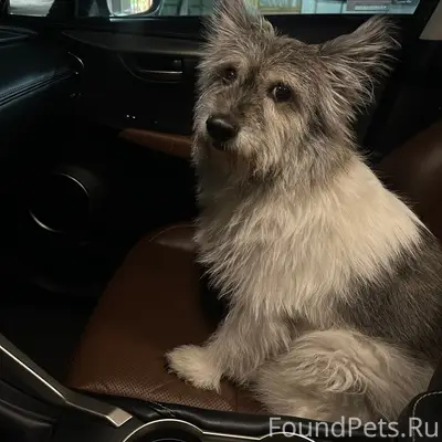 Найдена собака, окрас белый с ...