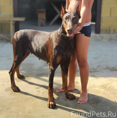 СРОЧНО ‼️‼️ ПРОПАЛА СОБАКА 🆘🆘 ...