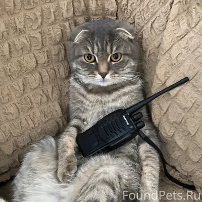 Пропал кот ,если кто видел нап...