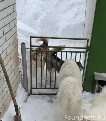 ЧЬИ ХАСКИ? На фанерном , ул Па...