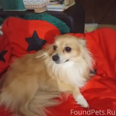 Найдена собака вчера на ул. Мо...