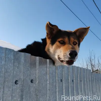 17 февраля потерялся пес в рай...