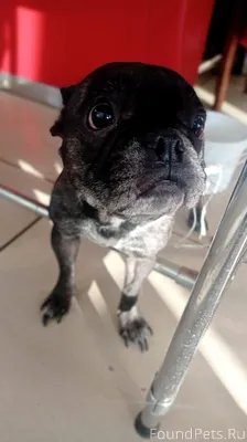 Чья собака?) Может потерял кто...