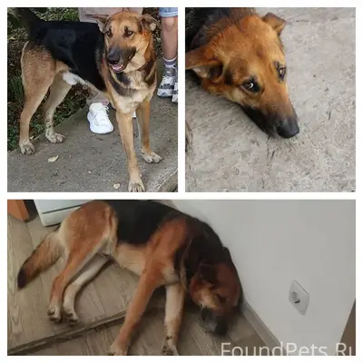 ПРОПАЛ СОБАКА 🐕 ПОМОГИТЕ НАЙТИ...