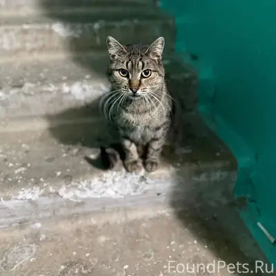 Пропала кошка! Предположительн...