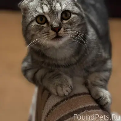 Пропал кот, хромает на передню...