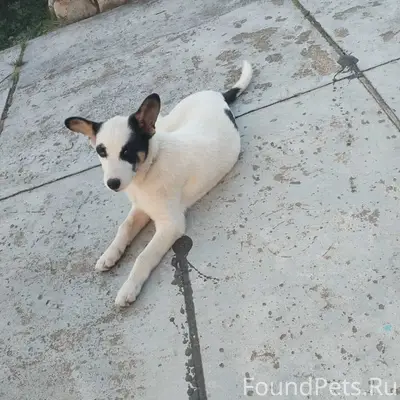 Сбежал пёс 16.02 в районе...