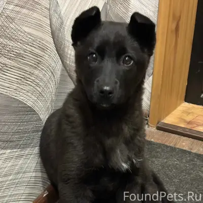 #4shvostikomщенок Щенок девочк...