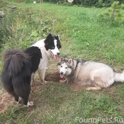 В деревне Головино, Глебовский...