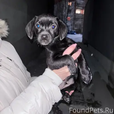 В пос им. Маршала Жукова найде...