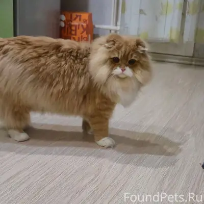 Уважаемые соседи, пропал кот, ...