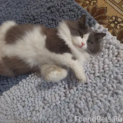 Пропал серый с белым окрасом к...