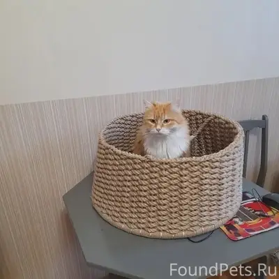 ПРОПАЛА КОШКА 18.02.2026, КЛИЧ...